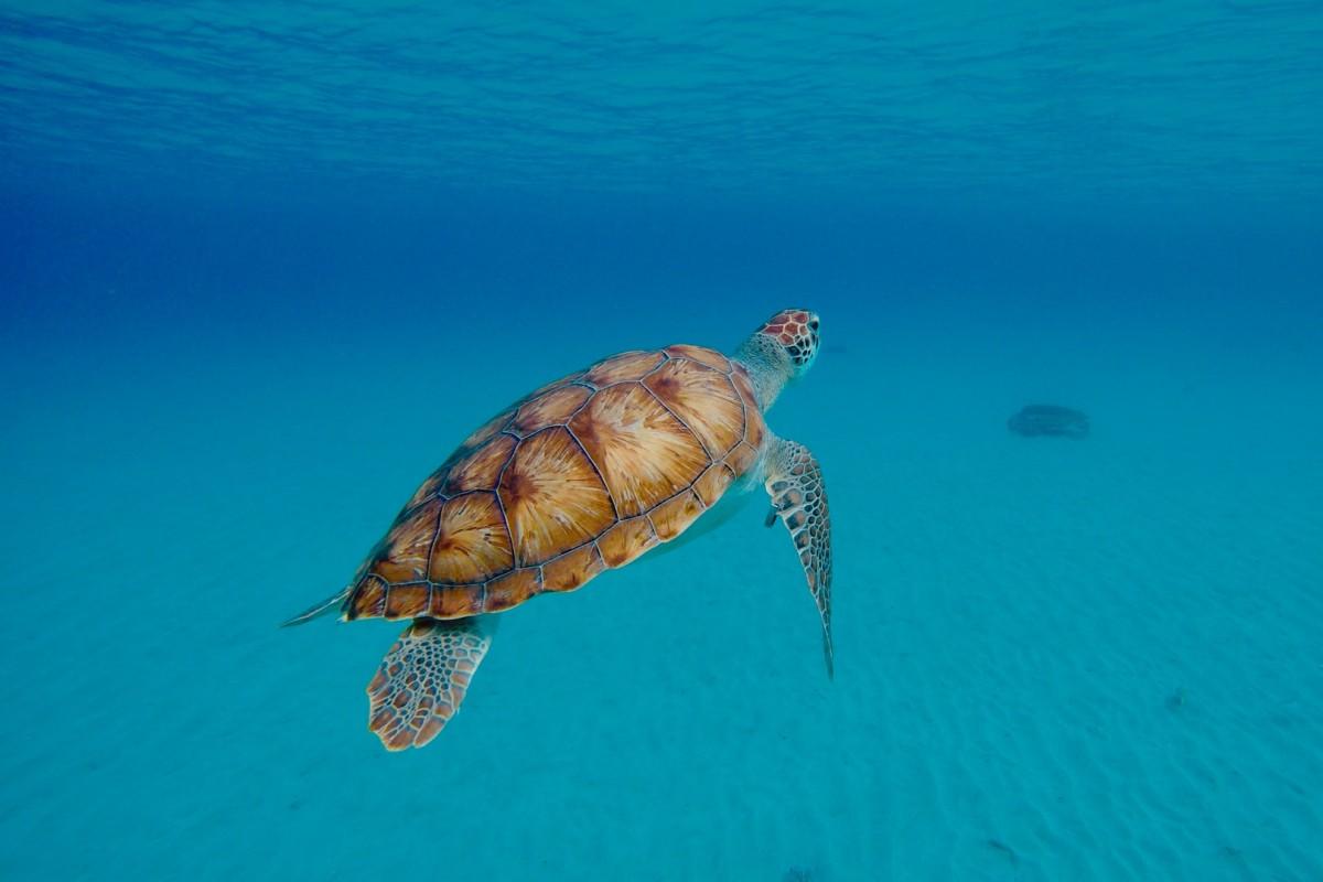 green sea turtle is part of the animals from honduras