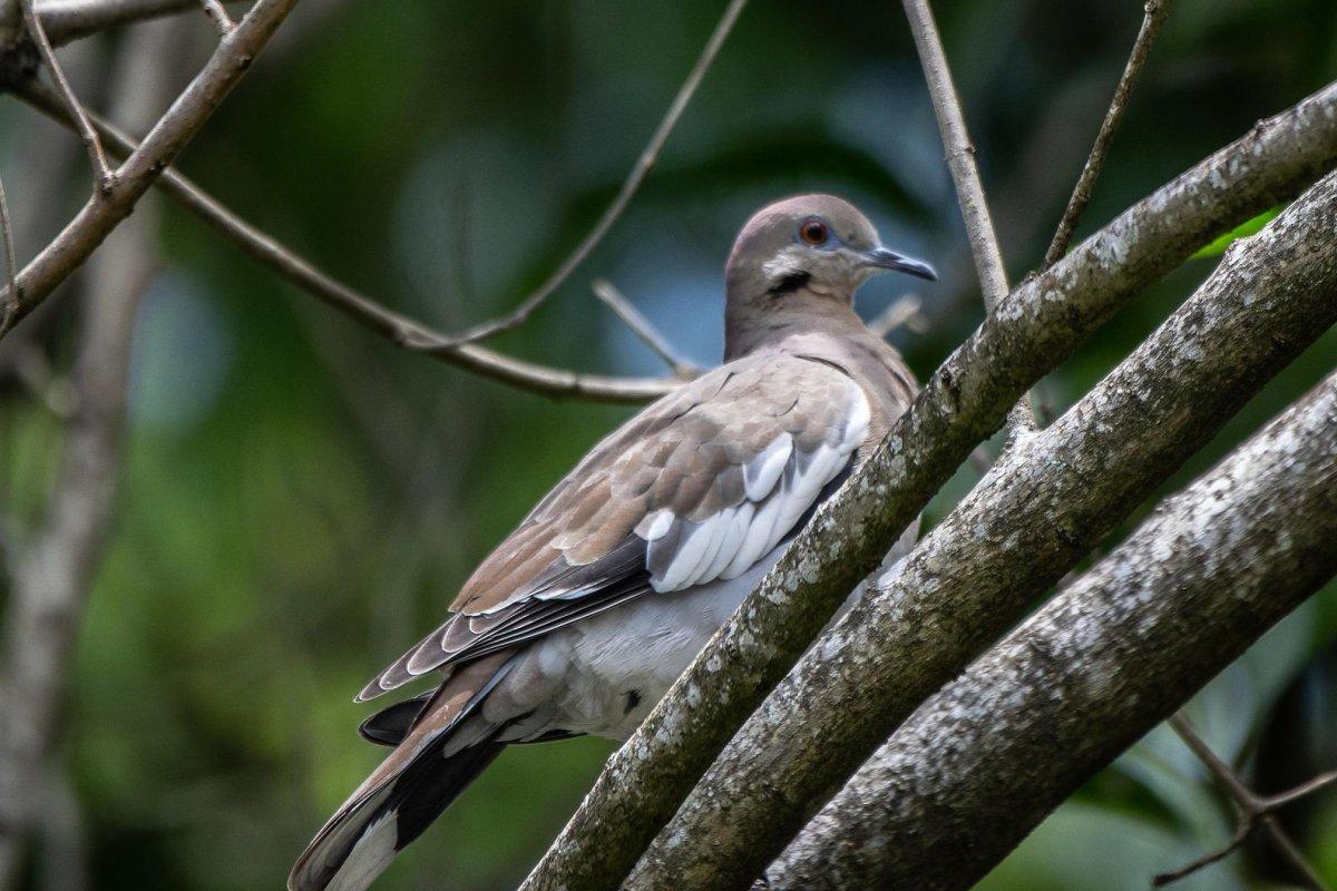 grenada dove is grenada national animal