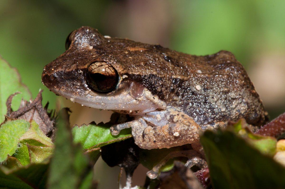 grenada frog is part of grenada wildlife