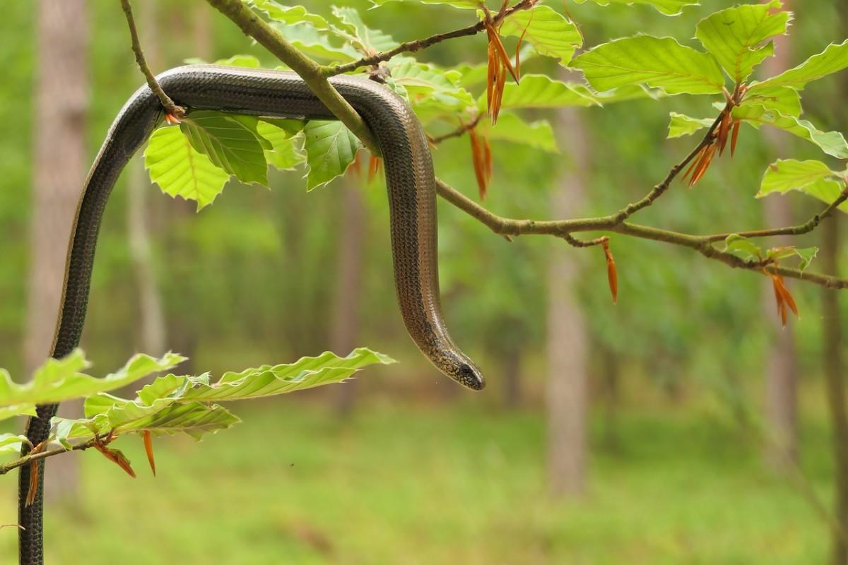 grenada worm snake