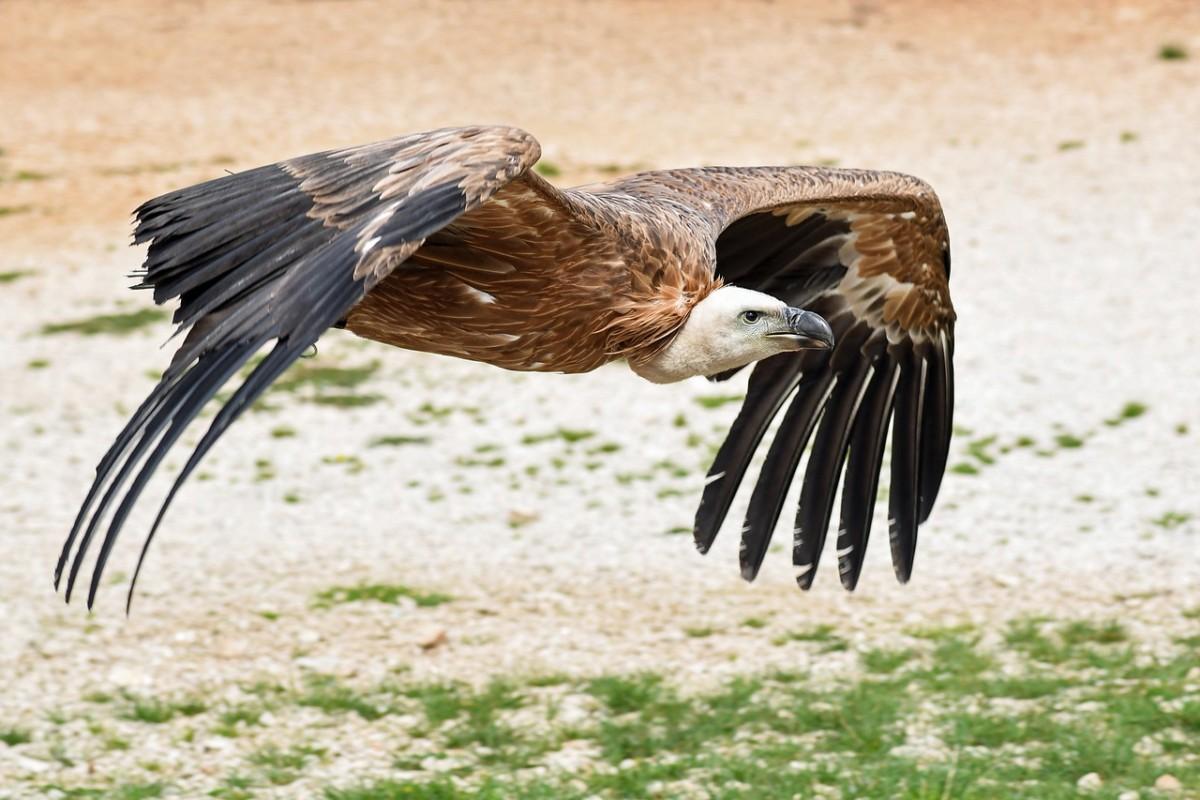 griffon vulture is among the animals that live in portugal