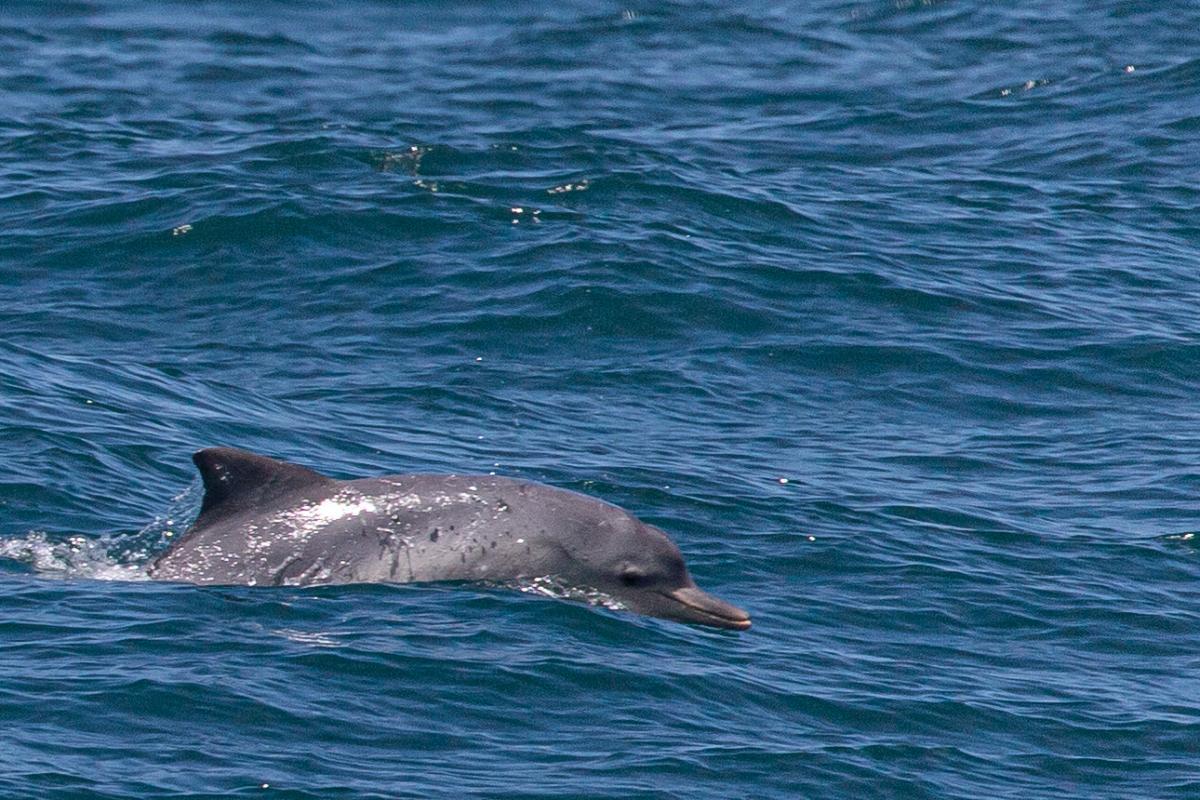 guiana dolphin