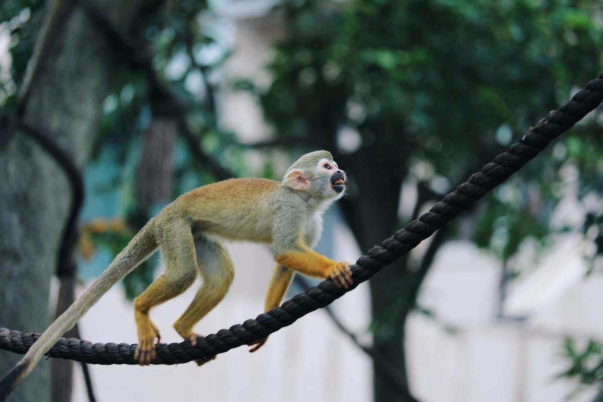 guianan squirrel monkey is one of the animals found in guyana
