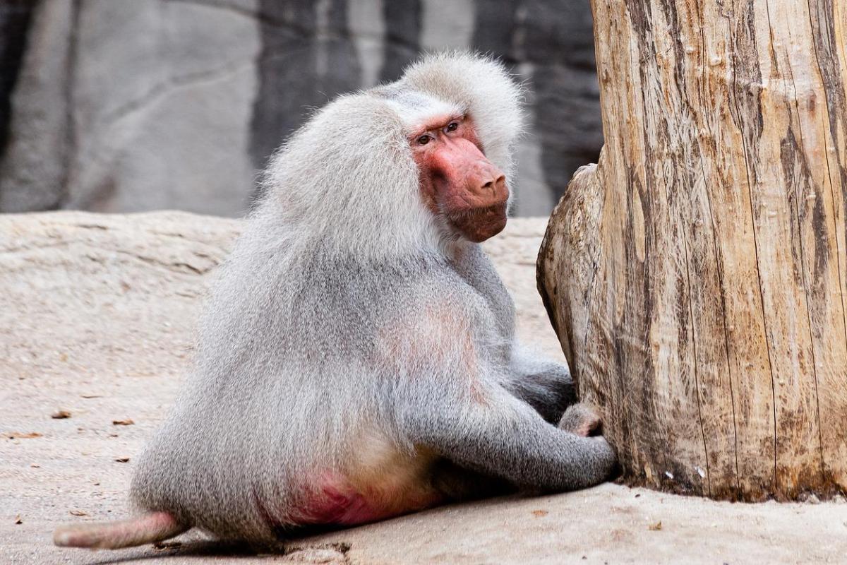 hamadryas baboon is among the animals native to saudi arabia