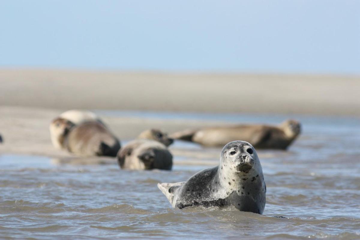 harbor seal is among the common polish animals