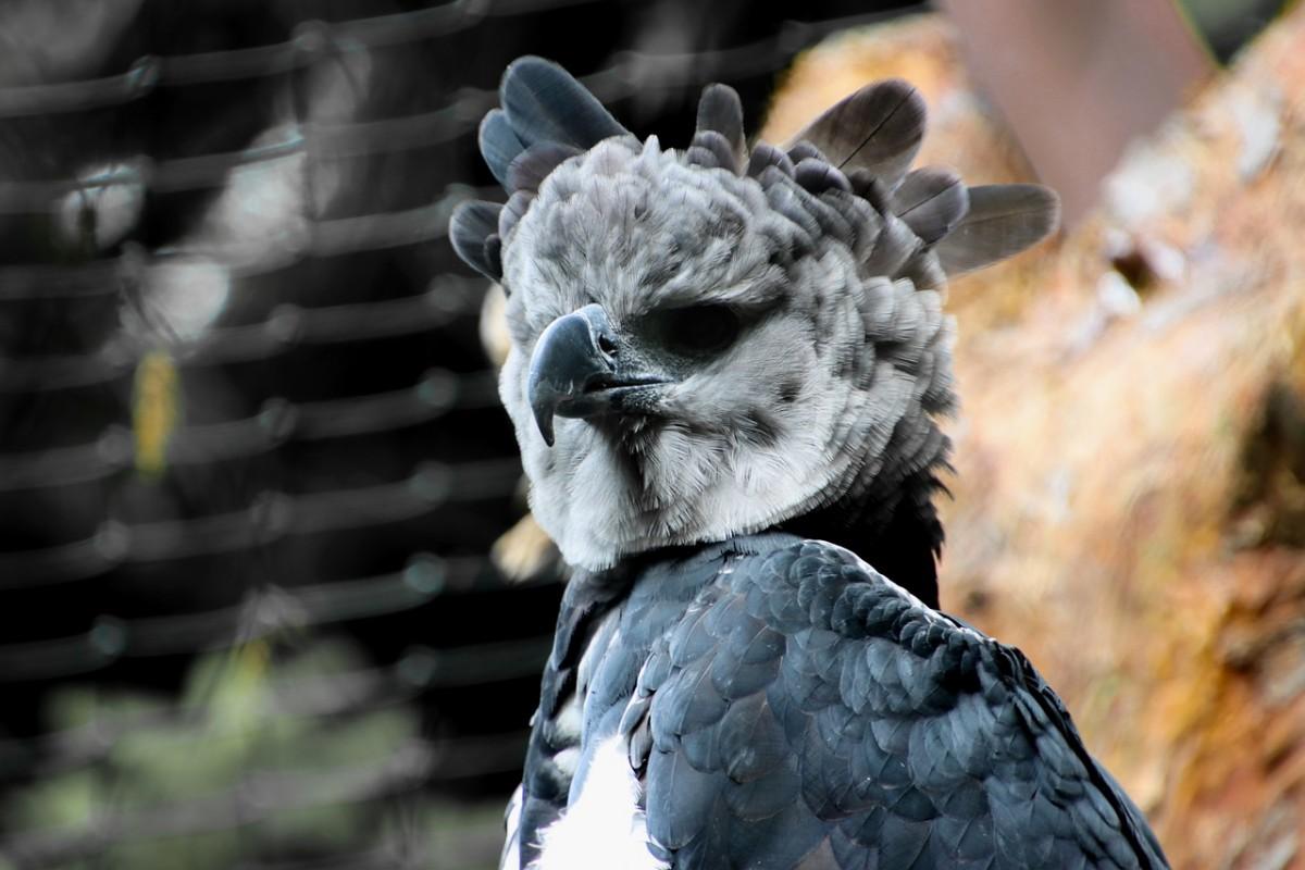 harpy eagle is one of the animals of bahamas