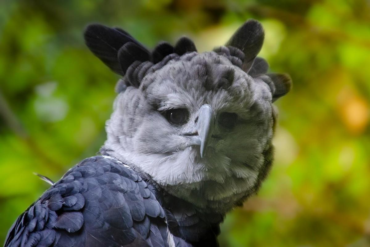 harpy eagle is one of the native animals of venezuela