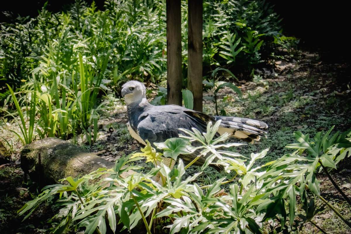 harpy eagle is the national animal of panama