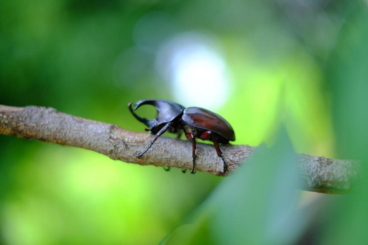 hercules beetle is one of the animals found in the bahamas