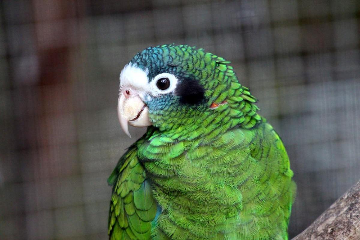 hispaniolan amazon is among haiti native animals