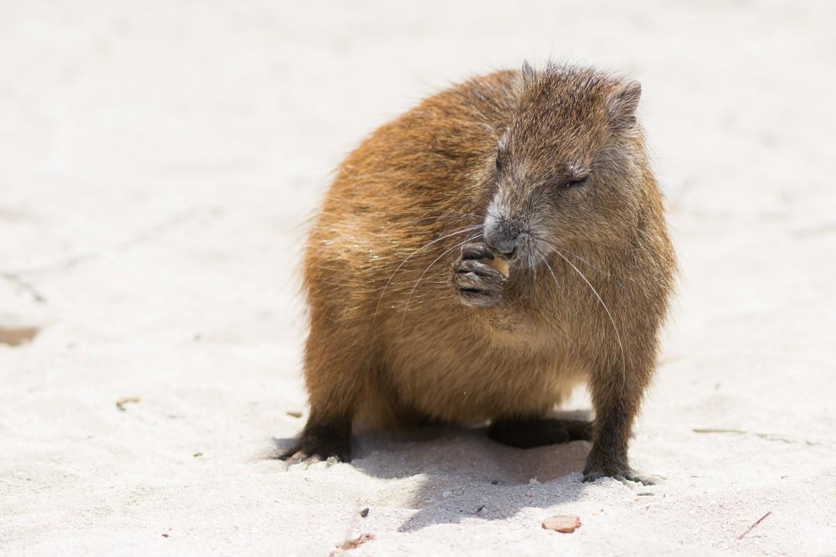 hispaniolan hutia is one of the endangered animals in haiti