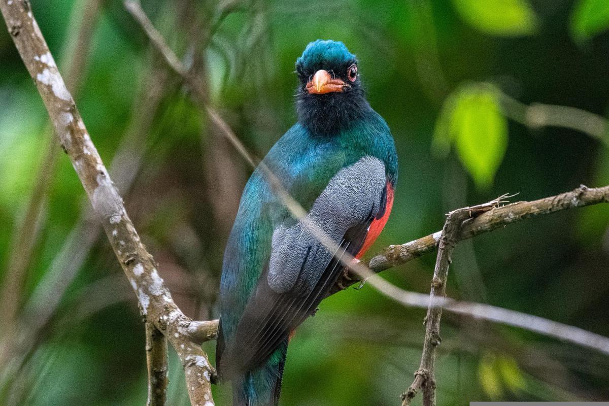 hispaniolan trogon is haiti national animal