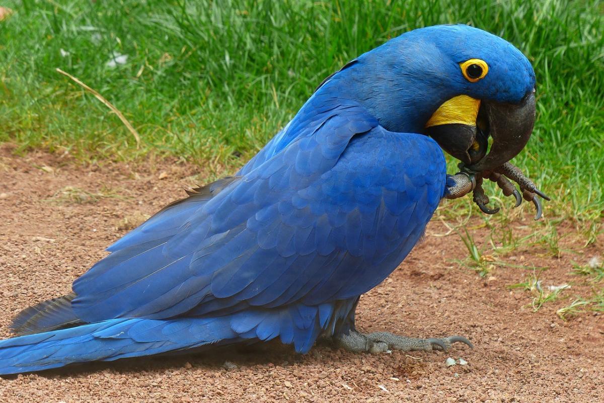 hyacinth macaw is among the native animals of paraguay
