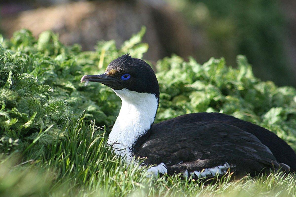 imperial shag