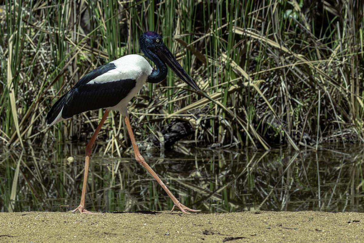 jabiru is one of the animals native to el salvador