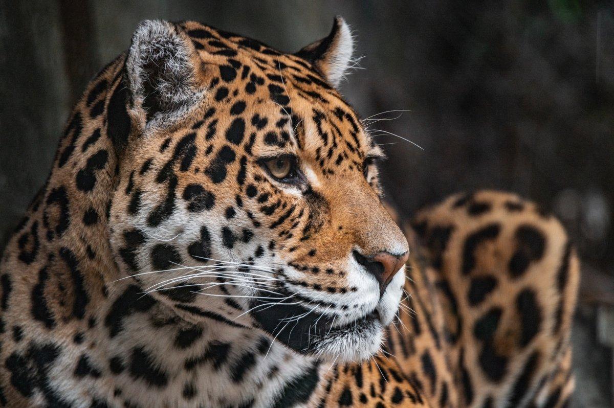 jaguar is one of the animals that live in el salvador