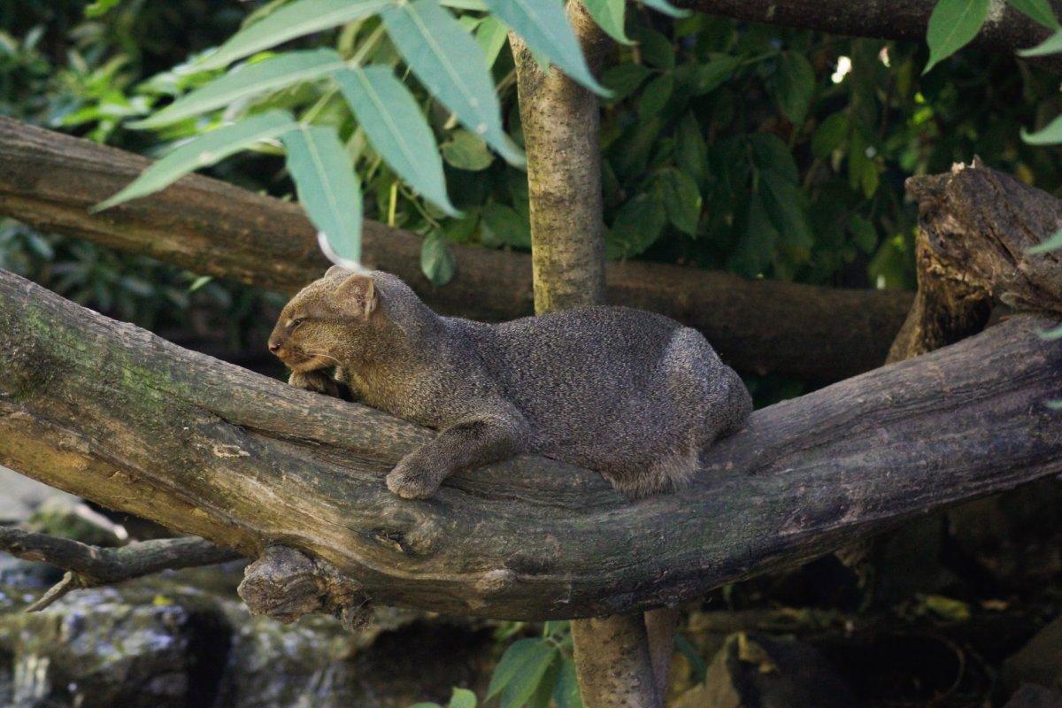 jaguarundi is among the animals in costa rica jungle