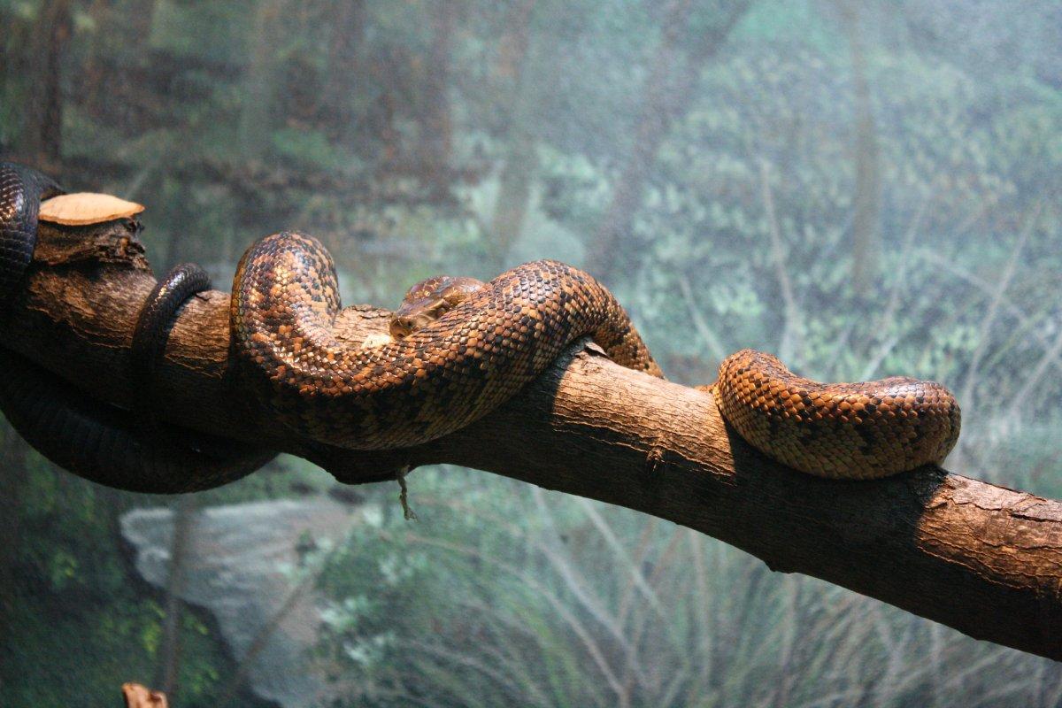 jamaican boa is one of the endangered animals in jamaica