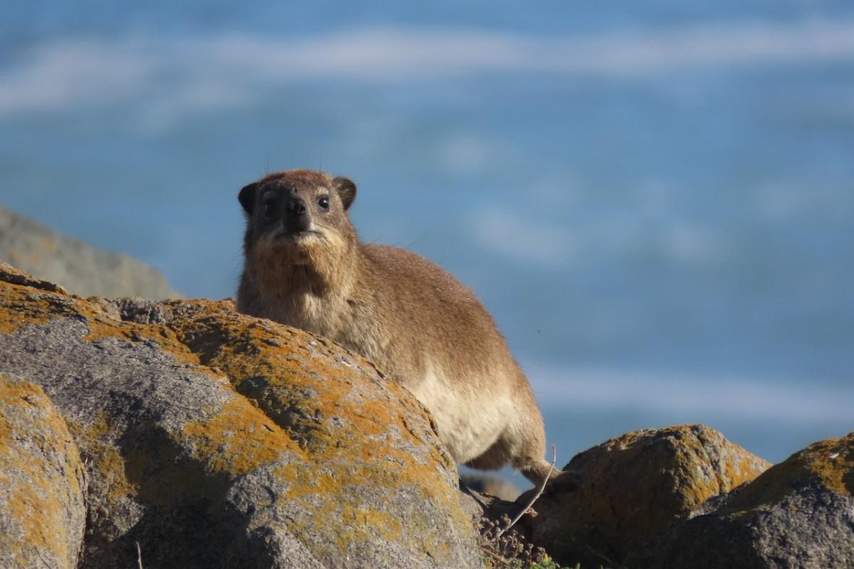 jamaican coney is part of the wildlife of jamaica