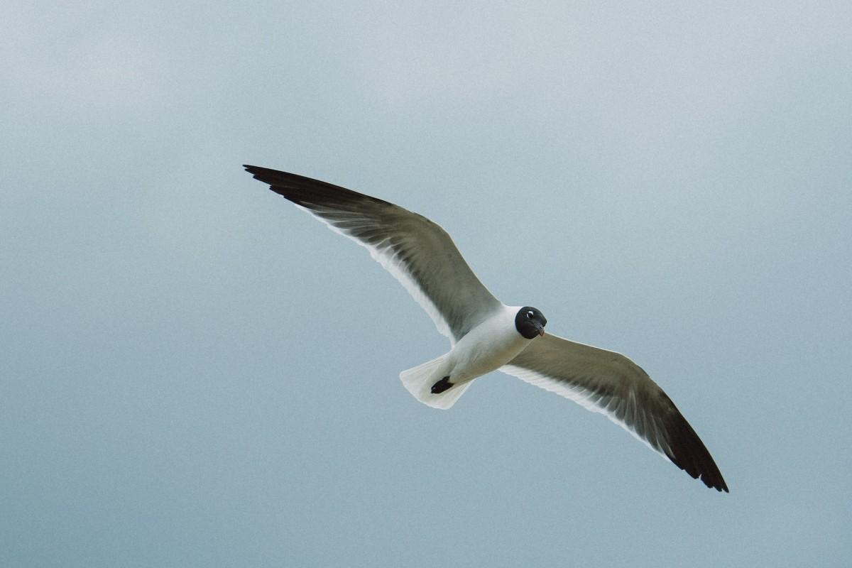 jamaican petrel is one of the endangered species in the bahamas