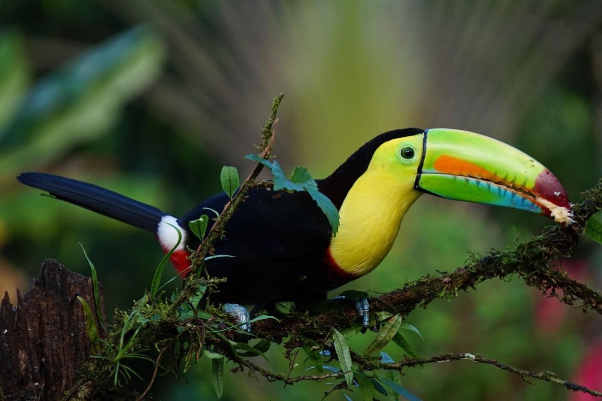 keel-billed toucan is one of the native animals of honduras