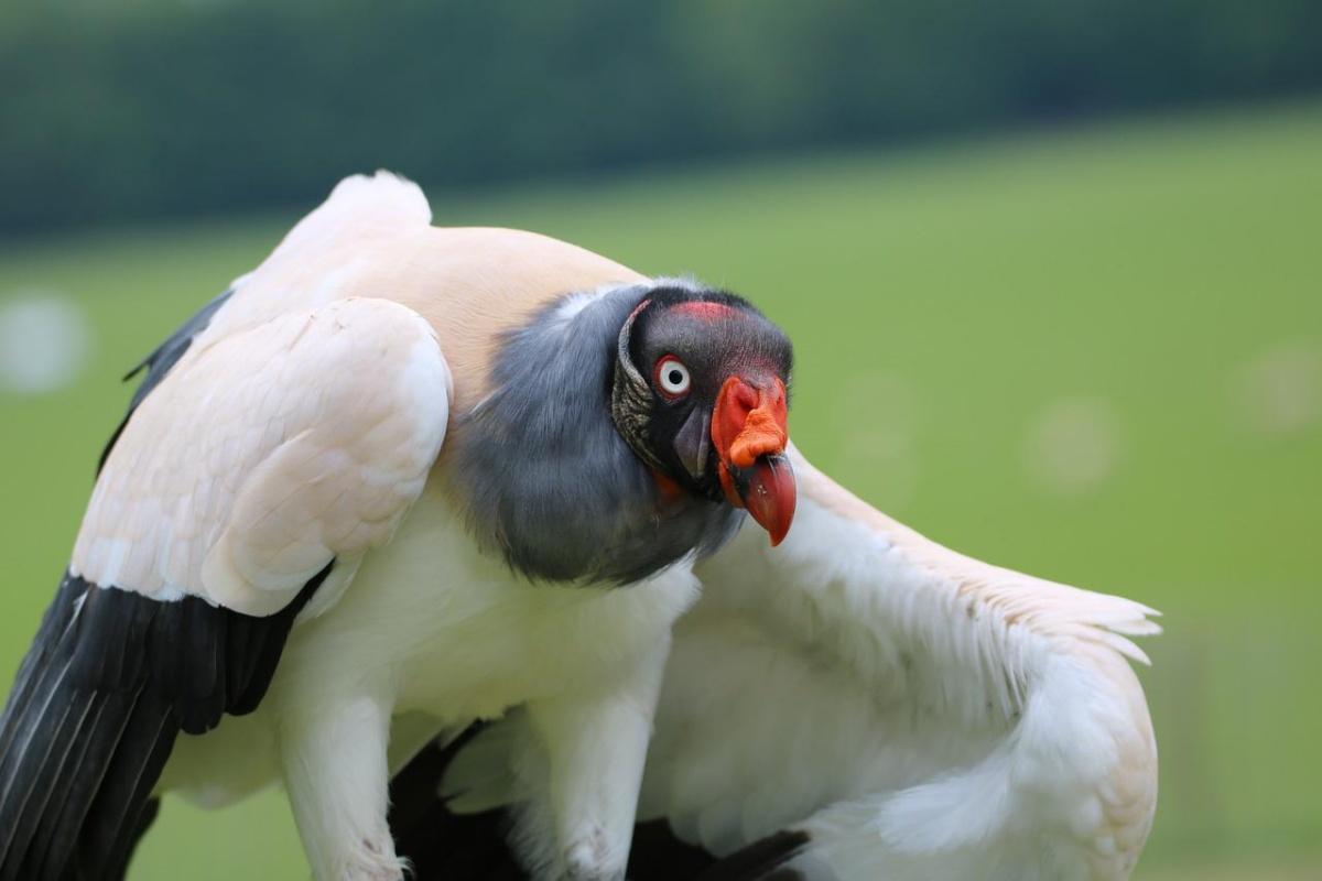 king vulture is in the common animals in el salvador