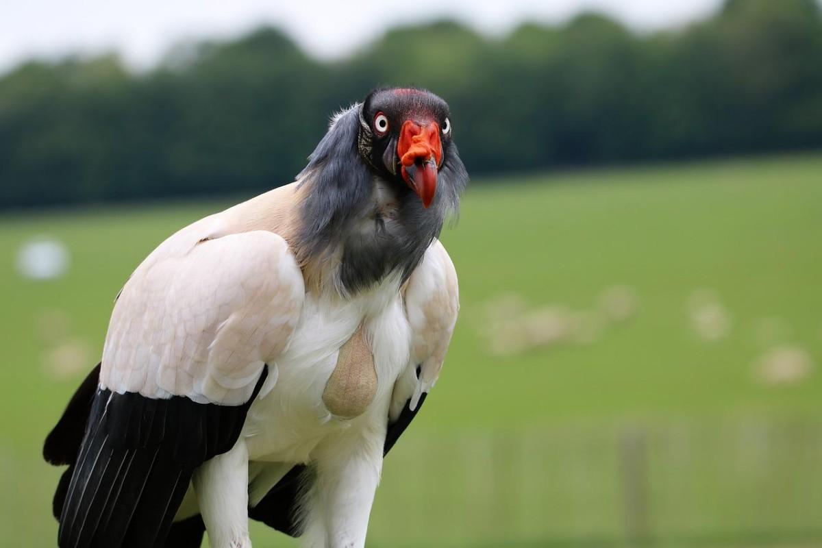 king vulture is part of the wildlife in honduras