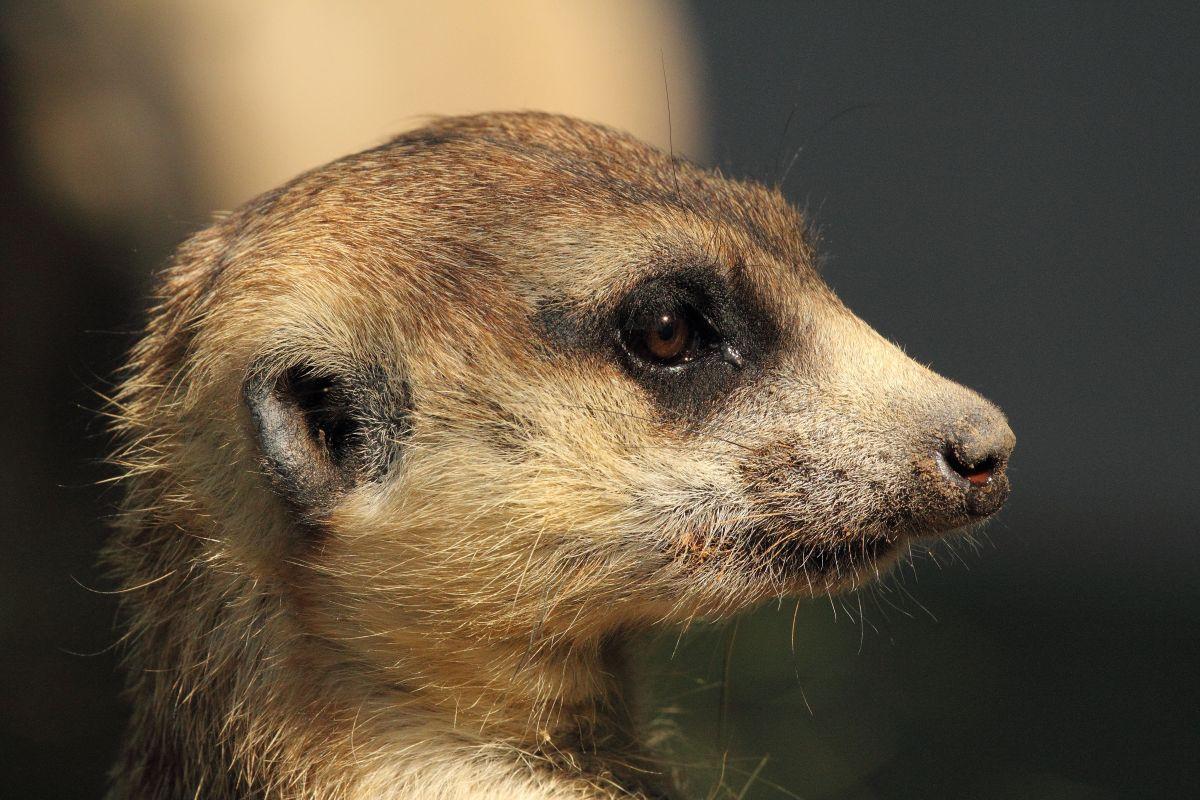 kinkajou is among the animals in guyana rainforest