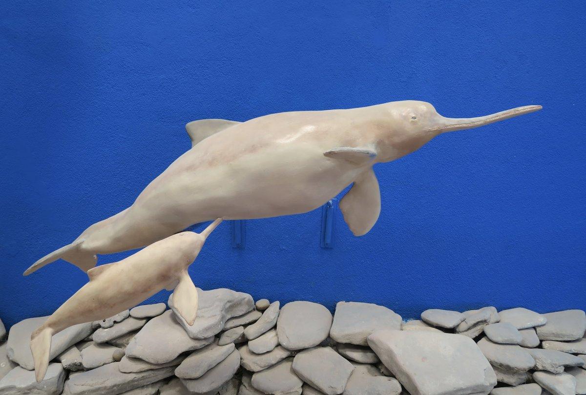 la plata dolphin