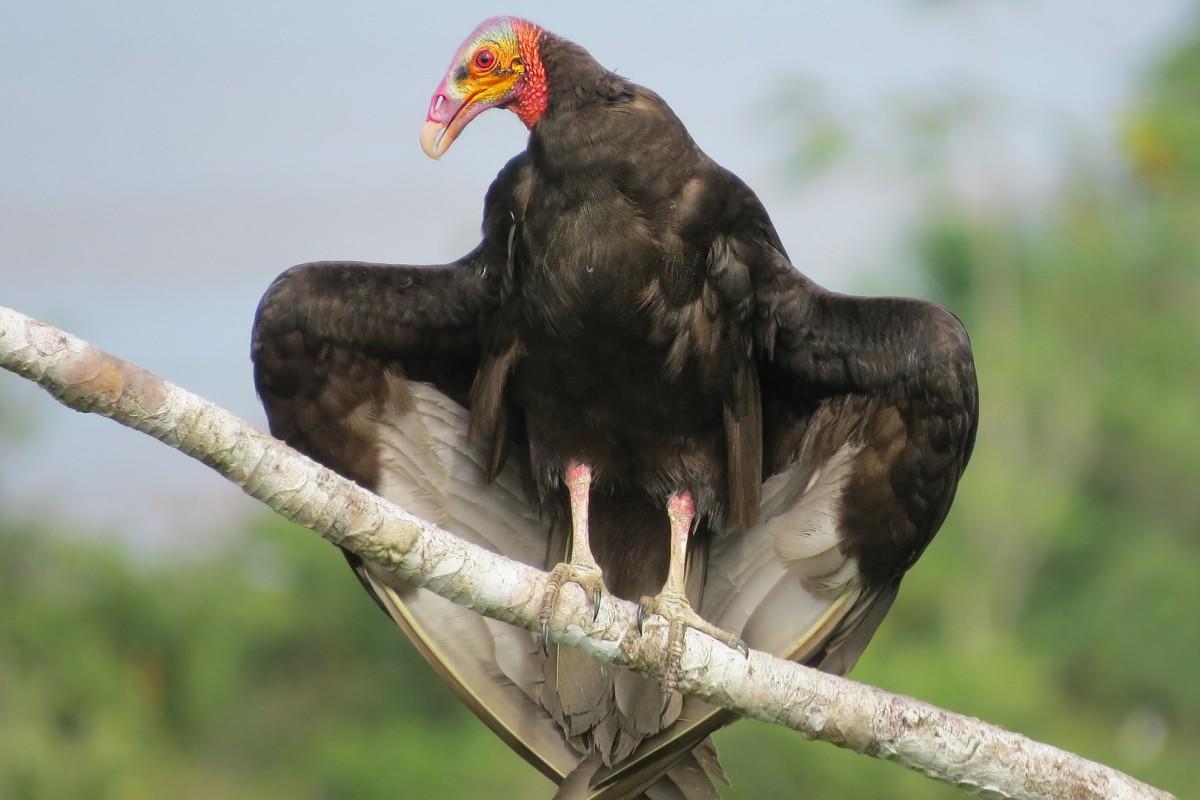 lesser yellow-headed vulture