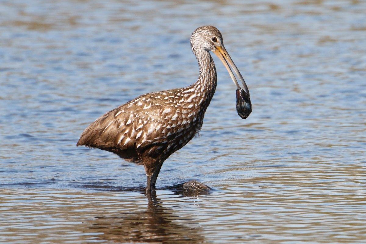 limpkin is a common haiti animals