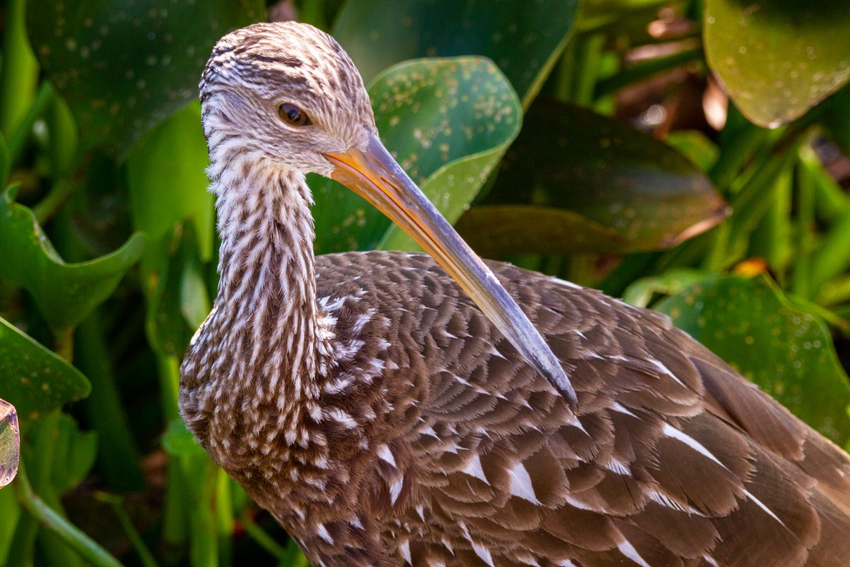 limpkin is one of the native jamaican animals