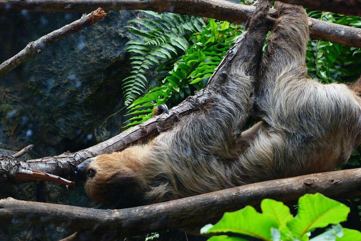 linnaeus's two-toed sloth is in the native animals in peru