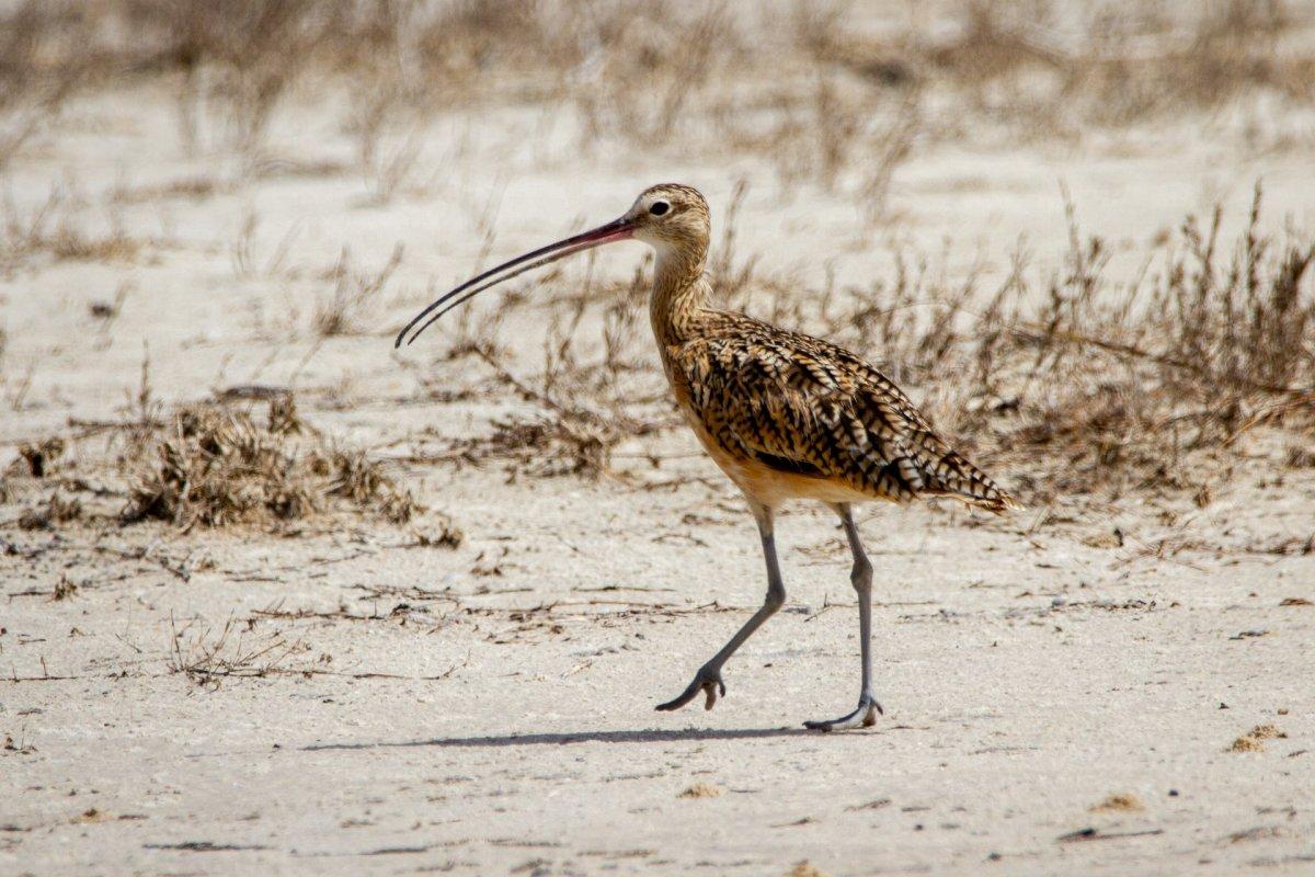 long-billed curlew is among the wild animals in antigua