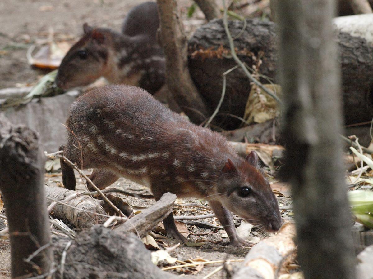 lowland paca is part of belize wildlife