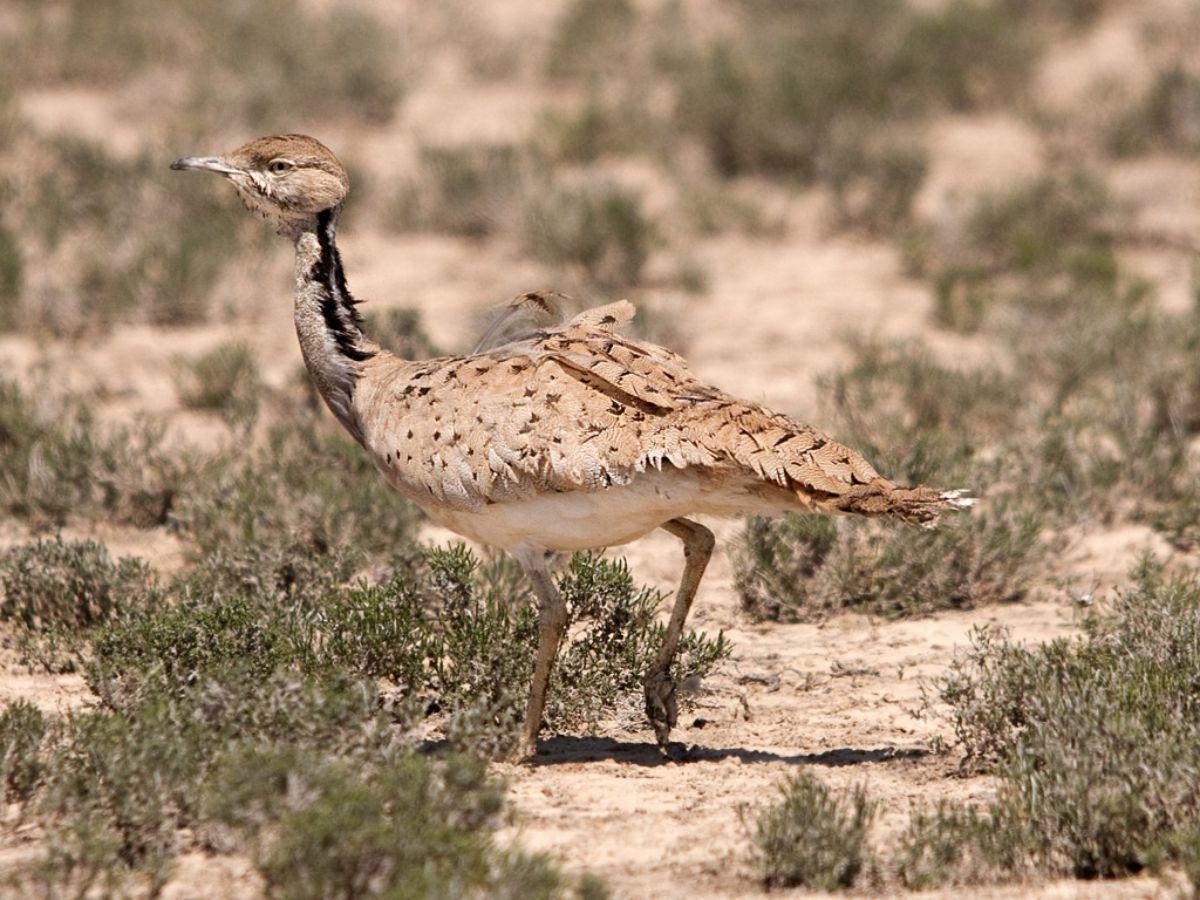 macqueen's bustard is one of the endangered species in saudi arabia