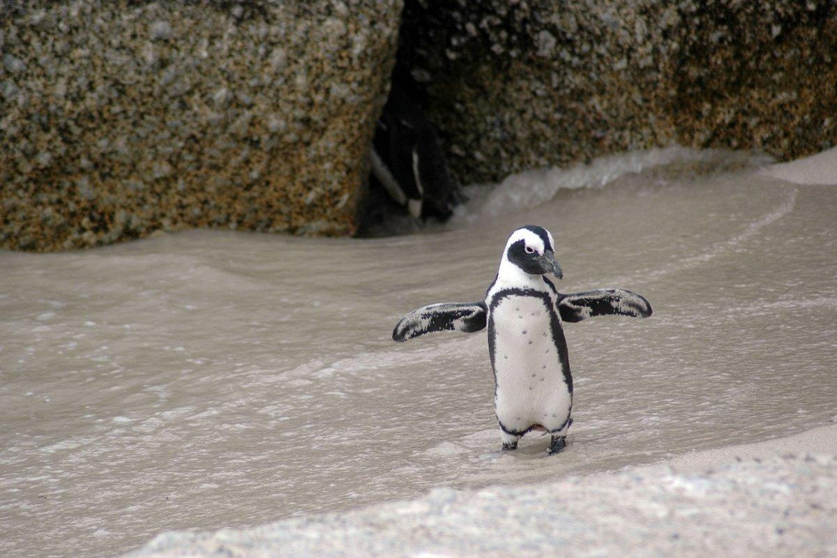 magellanic penguin