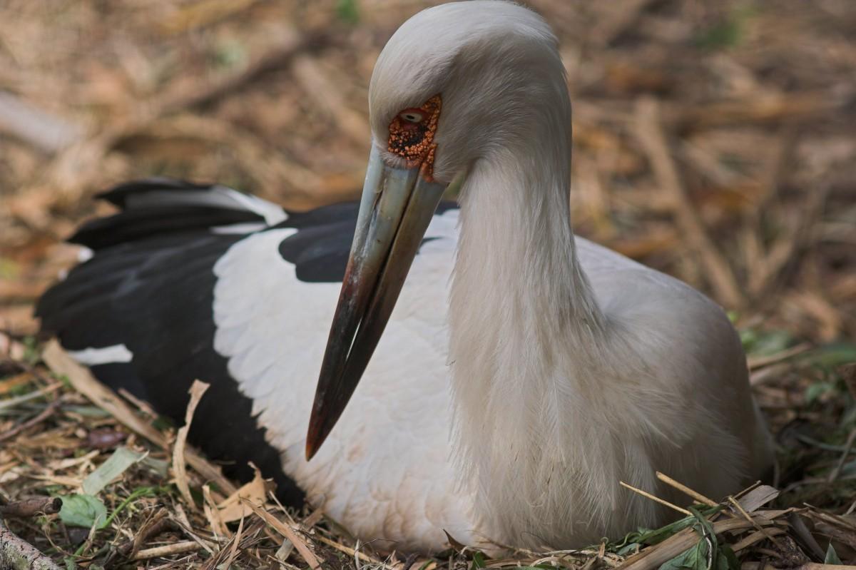 maguari stork