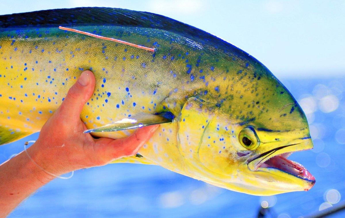 mahi-mahi