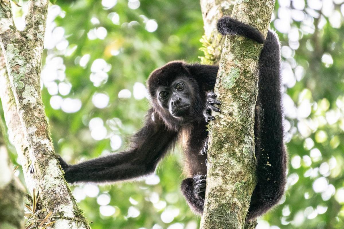 mantled howler is among the endangered animals in costa rica