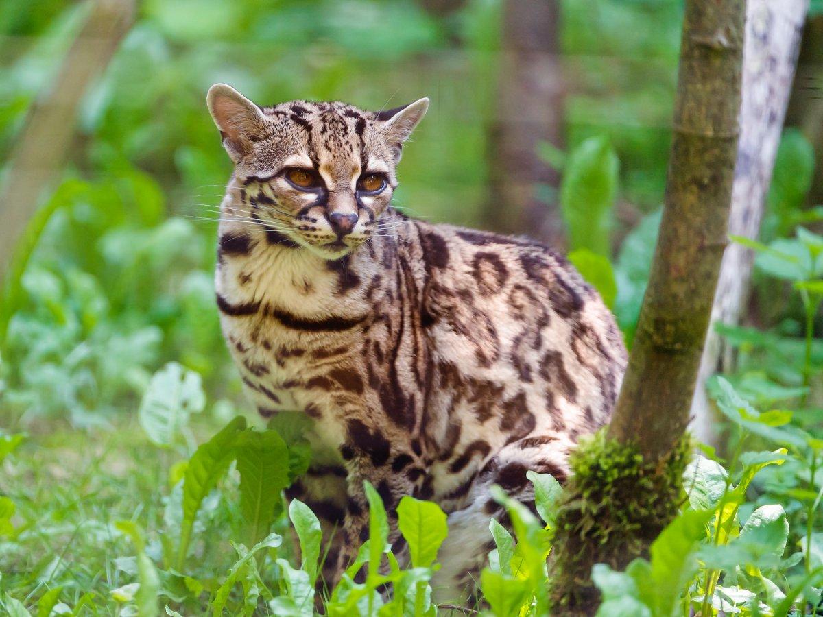 margay is among the endangered animals of mexico