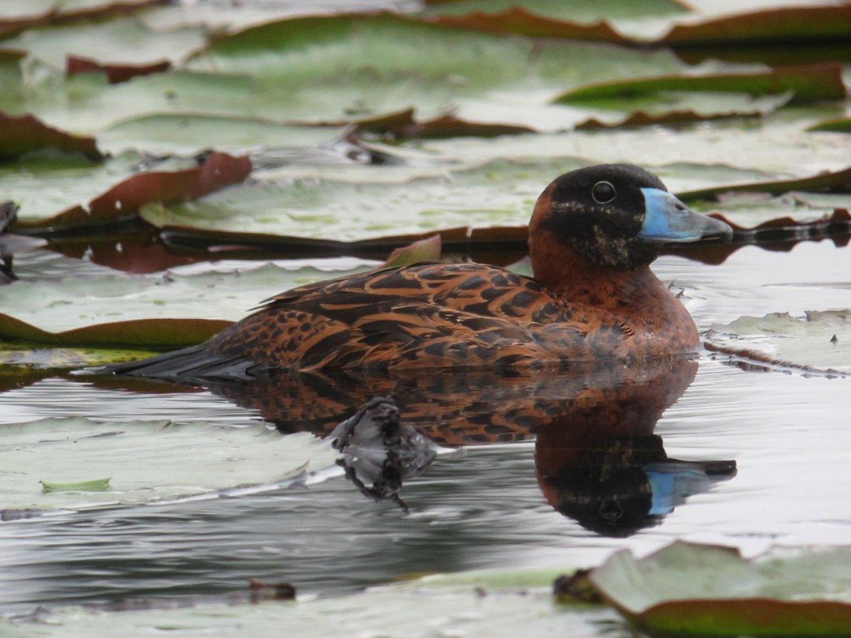 masked duck