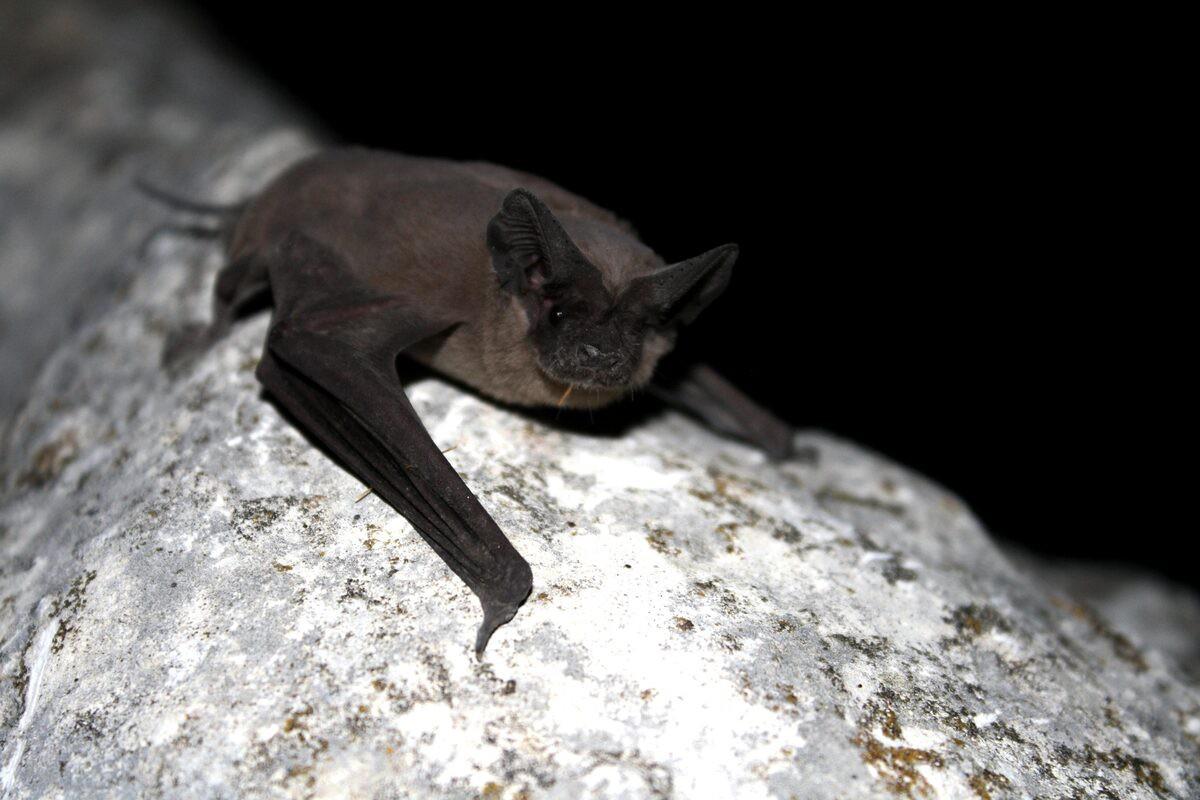 mexican free-tailed bat is among the endangered animals in antigua and barbuda