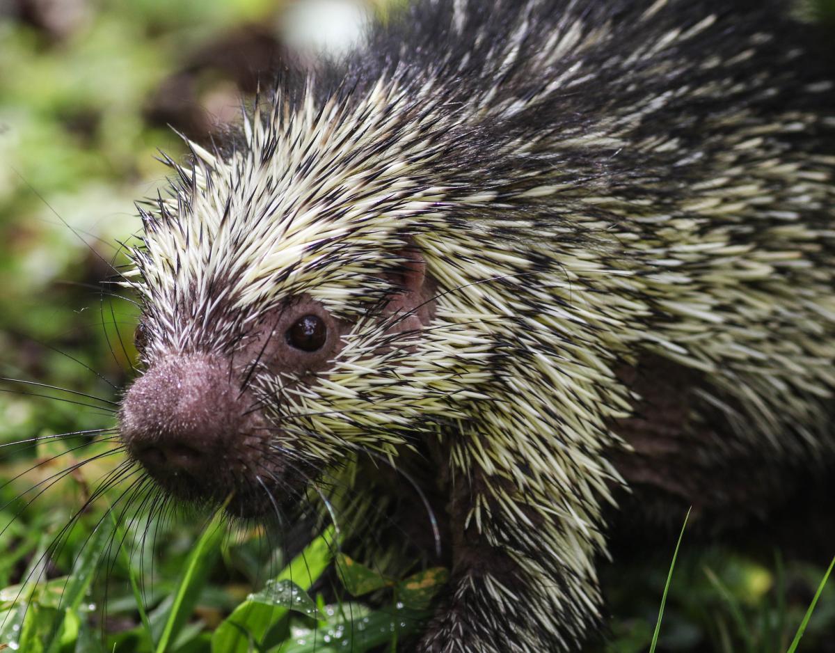 mexican hairy dwarf porcupine is one of the common animals in mexico