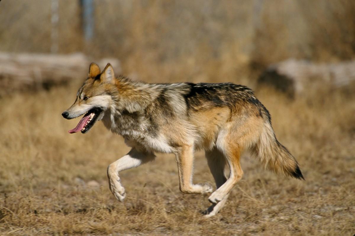 mexican wolf is one of the wild animals mexico has on its land