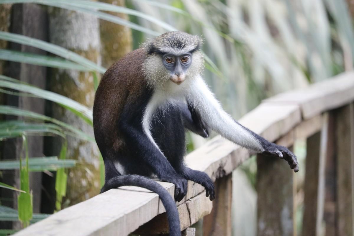 mona monkey is one of grenada animals