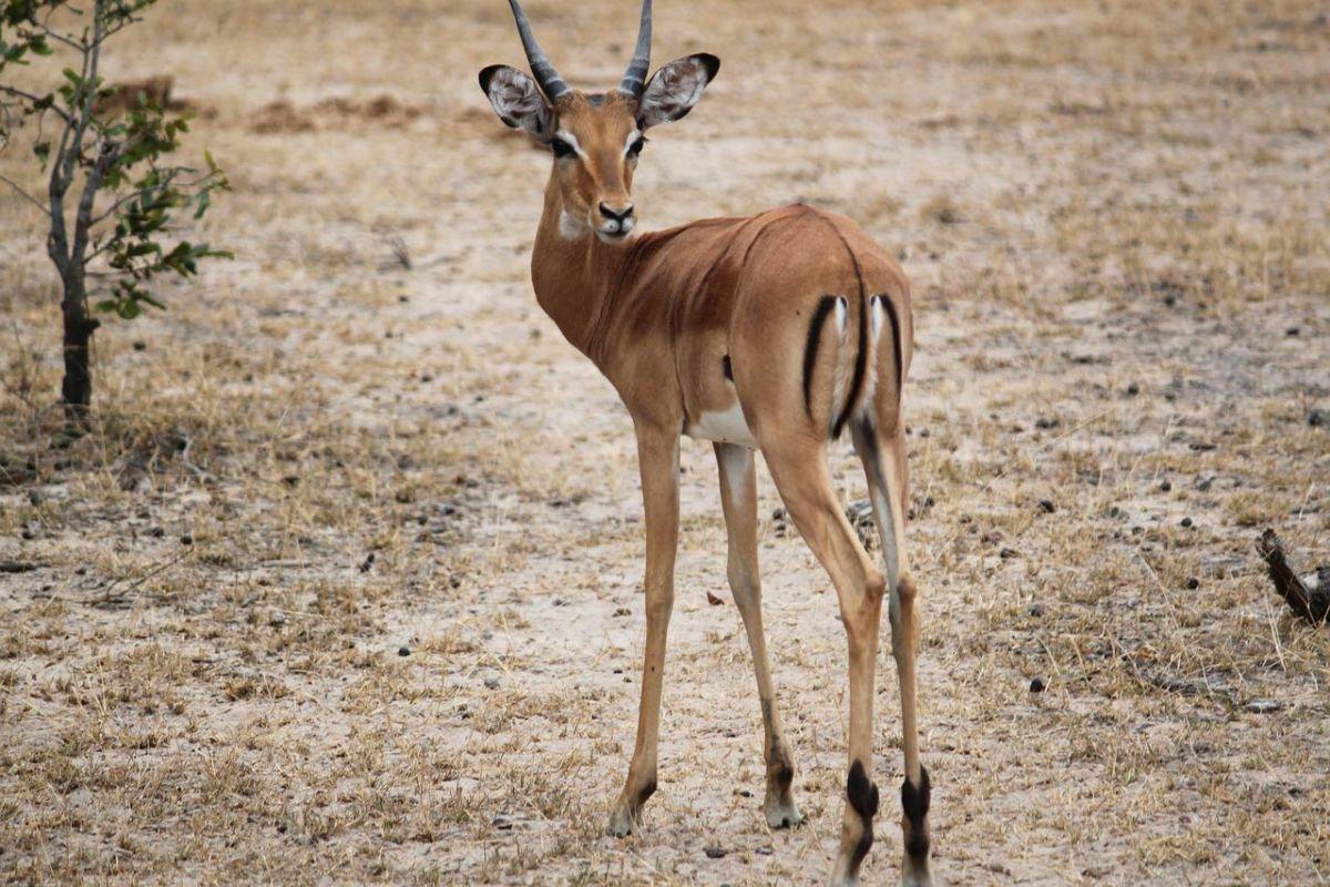mountain gazelle is a saudi arabia animal