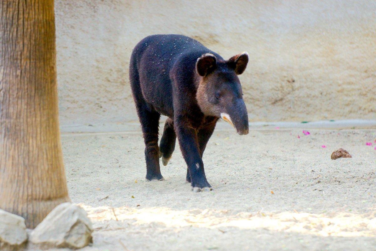 mountain tapir is part of the peru wildlife