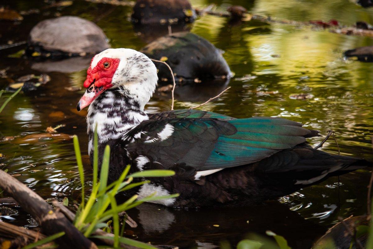 muscovy duck is among the most common animals in costa rica