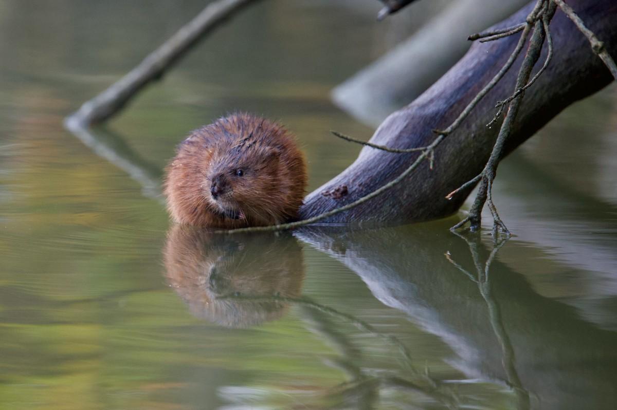 muskrat is part of the romanian wildlife